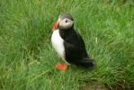 PICTURES/PUFFINS - Helmaey Island/t_PUFF (32).JPG